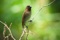 Lonchura punctulata topela