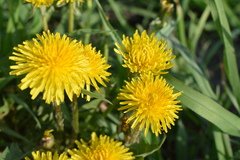 Taraxacum officinale