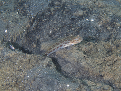 Ctenogobiops crocineus