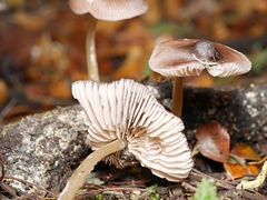 Entoloma
