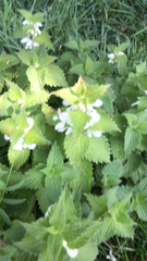 Lamium album
