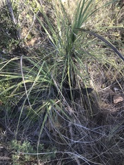 Xerophyta retinervis