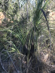 Xerophyta retinervis