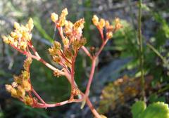 Crassula simulans