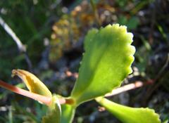 Crassula simulans