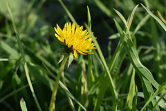 Taraxacum officinale