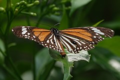 Danaus melanippus hegesippus