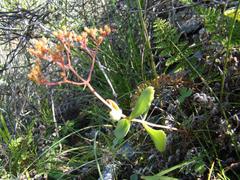 Crassula simulans