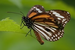 Danaus melanippus hegesippus