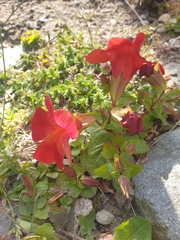 Erythranthe