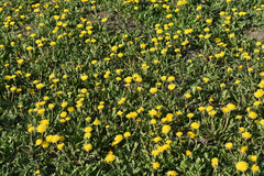 Taraxacum officinale