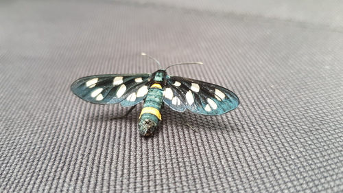 Nine-spotted Moth photo 2