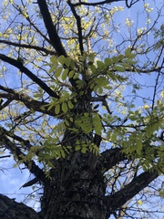 Gleditsia triacanthos