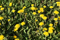 Taraxacum officinale