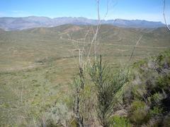 Anginon swellendamense