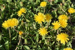 Taraxacum officinale