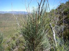 Anginon swellendamense