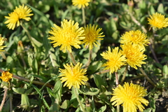 Taraxacum officinale