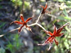 Adromischus caryophyllaceus