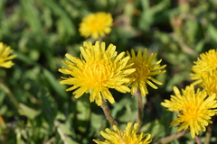 Taraxacum officinale