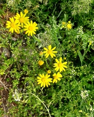 Asteraceae