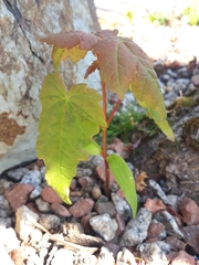 Acer pseudoplatanus