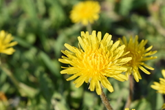 Taraxacum officinale