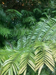 Ptisana salicina