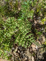 Grevillea bipinnatifida
