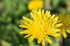 Taraxacum officinale