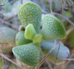 Adromischus caryophyllaceus