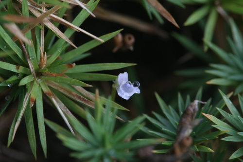 Utricularia uliginosa iNat (3)