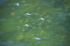 Aquarius adelaidis