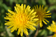 Taraxacum officinale