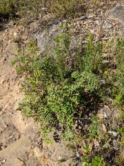 Grevillea bipinnatifida