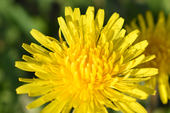 Taraxacum officinale