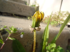 Taraxacum proximum