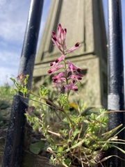 Fumaria officinalis