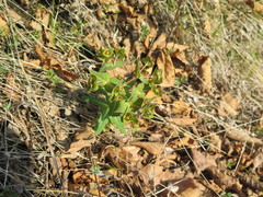 Euphorbia hylonoma