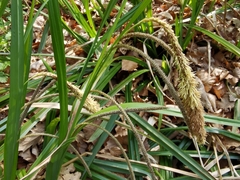 Carex agastachys