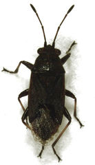 Rhypodes