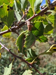 Hakea cristata