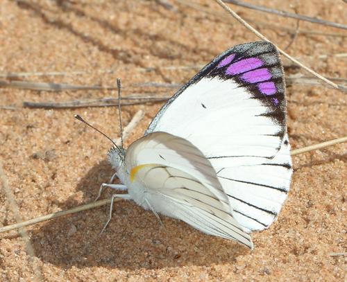 Bushveld Purple Tip photo 5