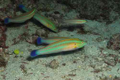 African coris (Coris atlantica) — Labridae — 2