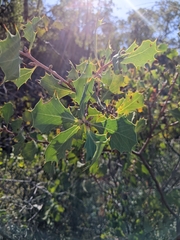 Hakea cristata
