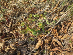 Euphorbia hylonoma