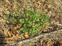 Euphorbia hylonoma