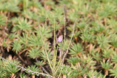 Byblis liniflora