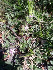 Erodium moschatum