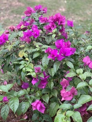 Bougainvillea